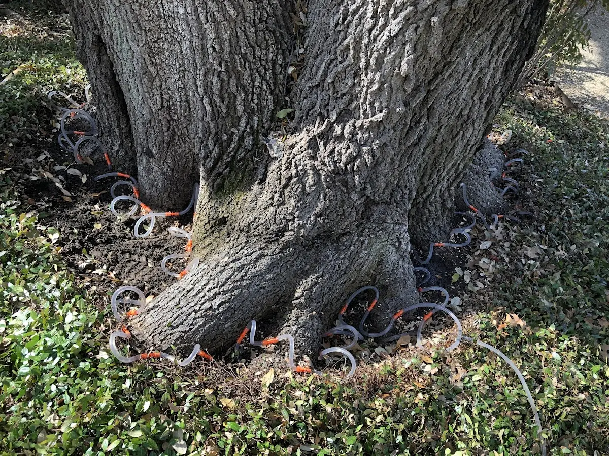 Detailed Tree Cabling and Bracing job site in Highfalls
